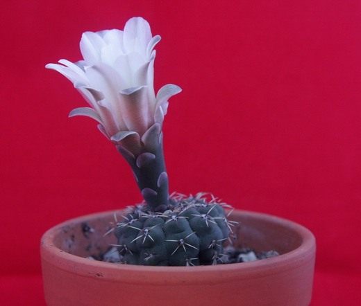 Гимнокалициум (Gymnocalycium) Гимнокалициум (Gymnocalycium)