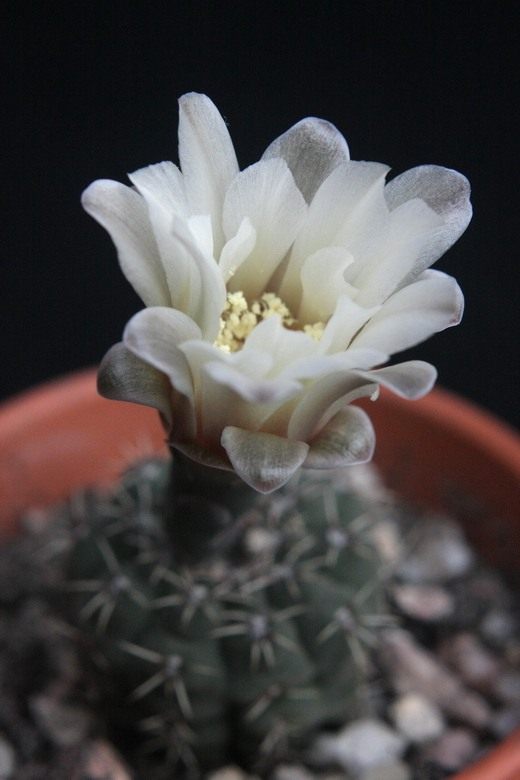 Гимнокалициум (Gymnocalycium) Гимнокалициум (Gymnocalycium)