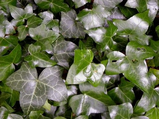 Плющ (Hedera) Плющ (Hedera)