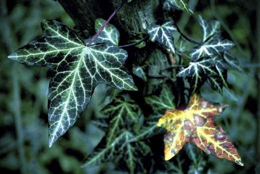 Плющ (Hedera) Плющ (Hedera)