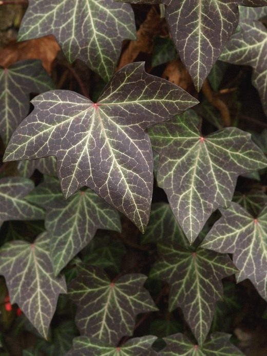 Плющ (Hedera) Плющ (Hedera)