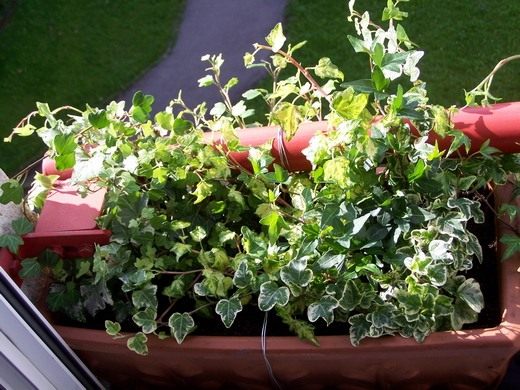 Плющ (Hedera) Плющ (Hedera)