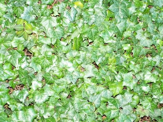 Плющ (Hedera) Плющ (Hedera)