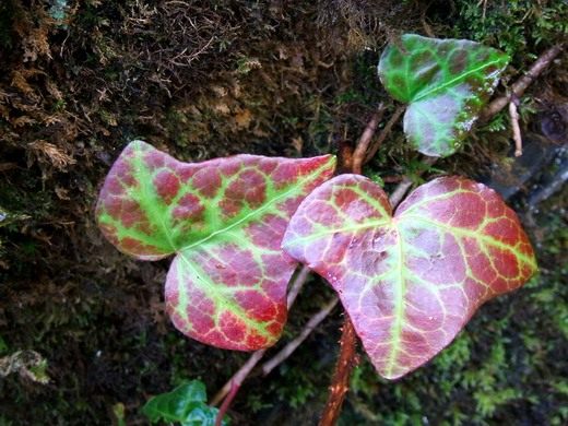 Плющ (Hedera) Плющ (Hedera)