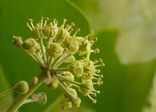 Плющ (Hedera) Плющ (Hedera)