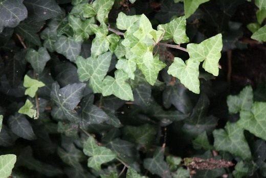 Плющ (Hedera) Плющ (Hedera)
