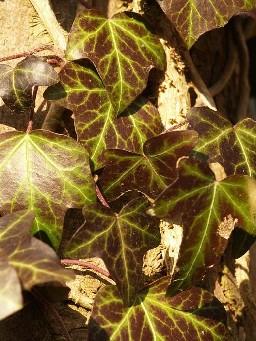 Плющ (Hedera) Плющ (Hedera)