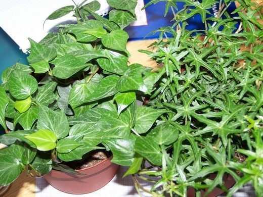 Плющ (Hedera) Плющ (Hedera)