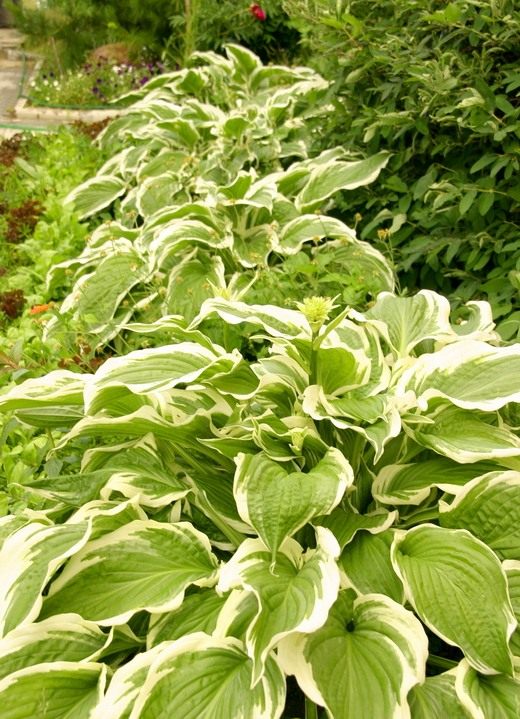  (Hosta)