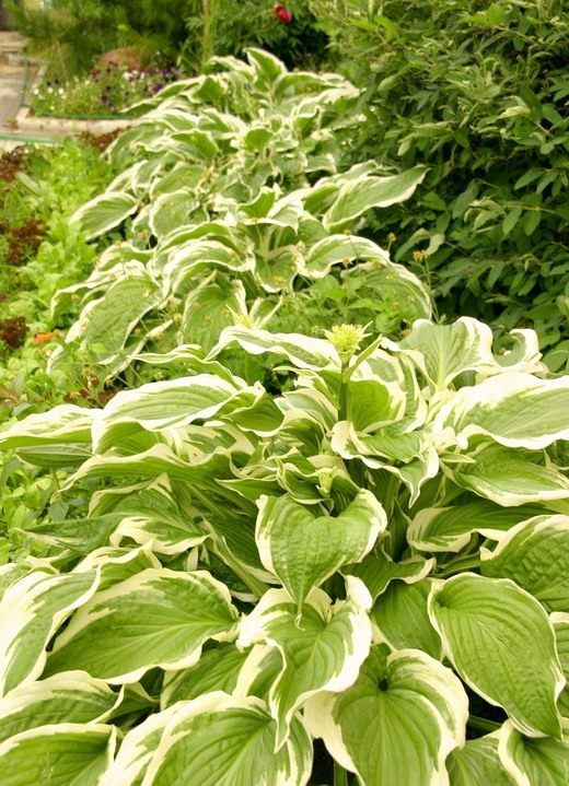  (Hosta)