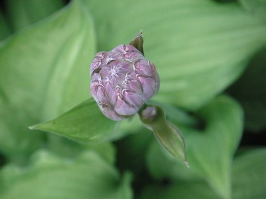  (Hosta)