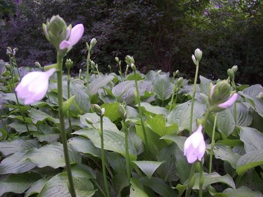  (Hosta)