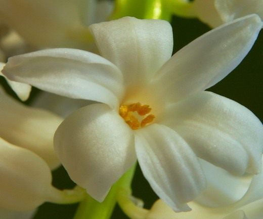 ������� (Hyacinth)