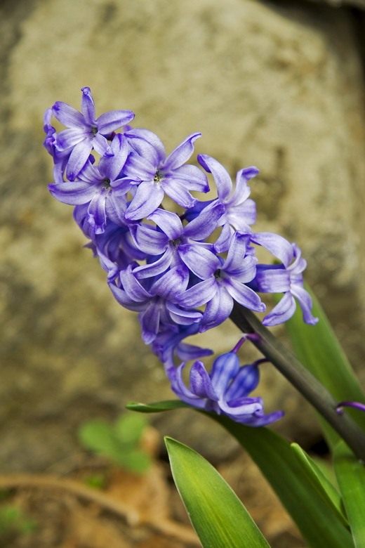 ������� (Hyacinth)