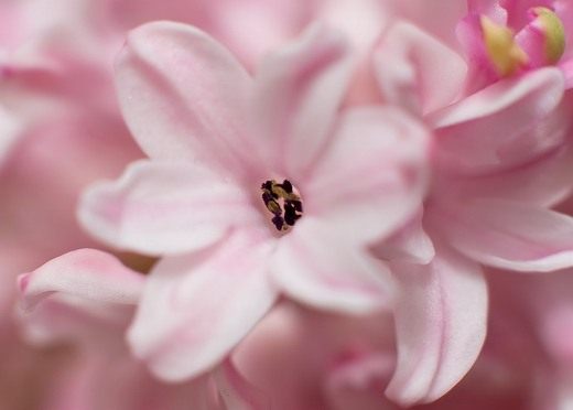 ������� (Hyacinth)