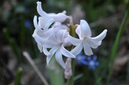(Hyacinth) (Hyacinth)