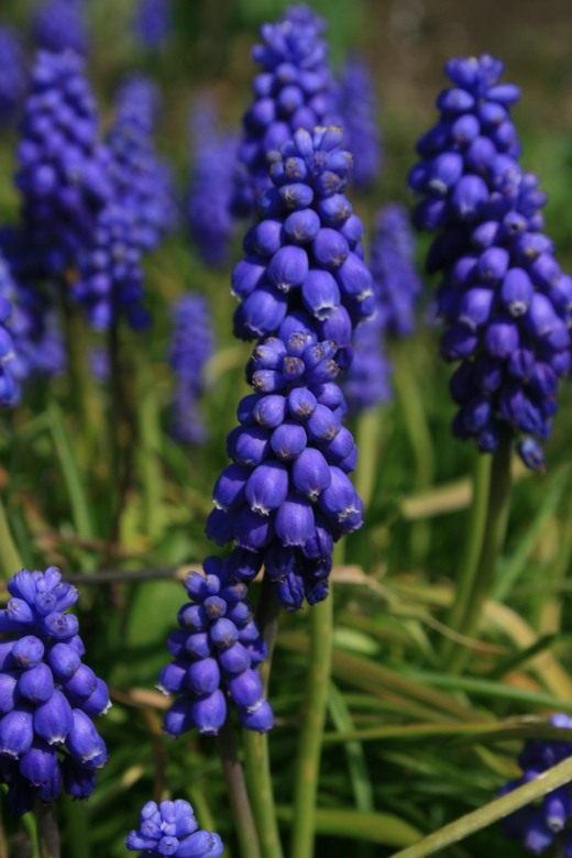 (Hyacinth) (Hyacinth)