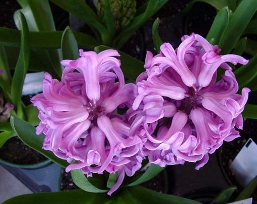 ������� (Hyacinth)