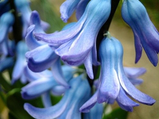 (Hyacinth) (Hyacinth)