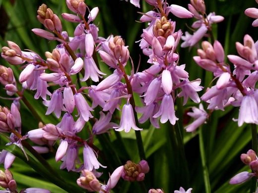  (Hyacinth)
