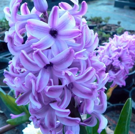  (Hyacinth)