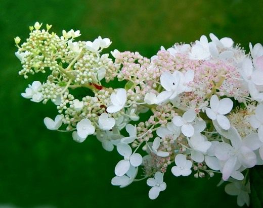 Гортензия (Hydrangea)