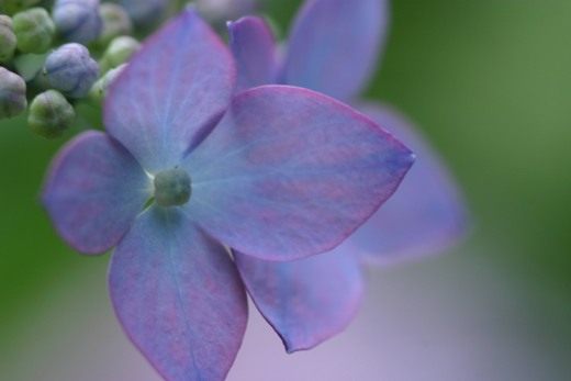 Гортензия (Hydrangea)