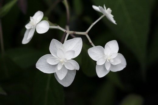 Гортензия (Hydrangea)