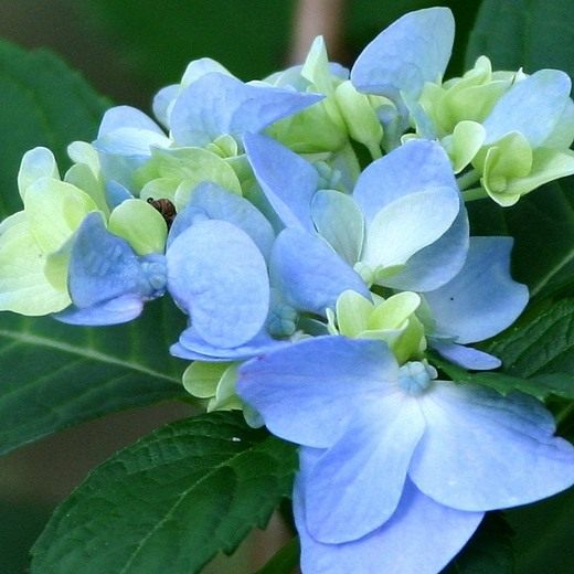 Гортензия (Hydrangea)