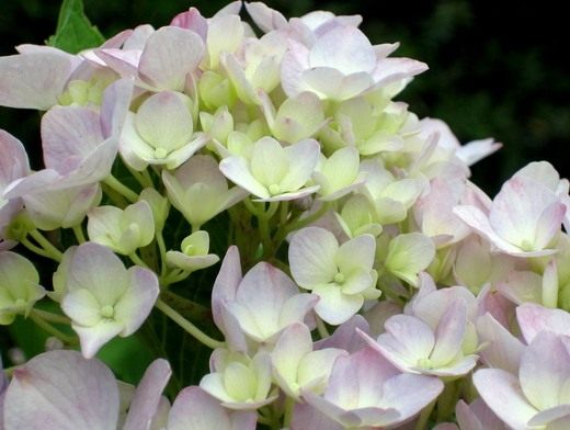 Гортензия (Hydrangea)