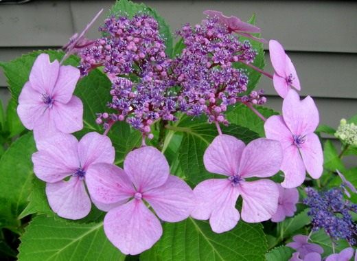 Гортензия (Hydrangea)