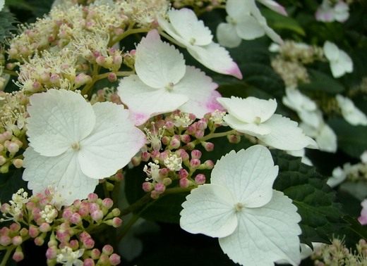 Гортензия (Hydrangea)