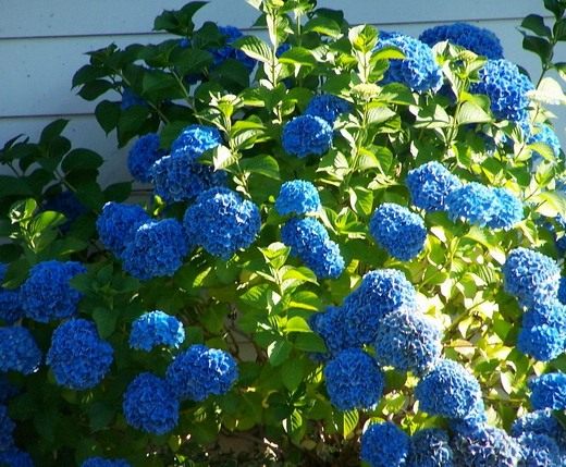 Гортензия (Hydrangea)