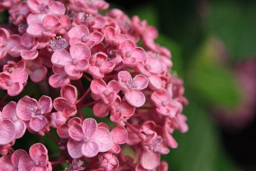 Гортензия (Hydrangea)