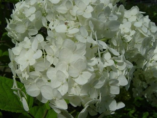 Гортензия (Hydrangea) Гортензия (Hydrangea)
