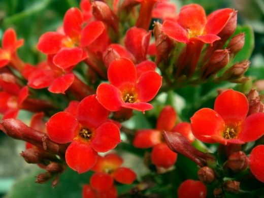  (Kalanchoe)