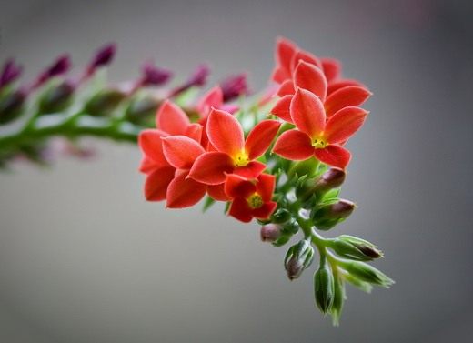  (Kalanchoe)