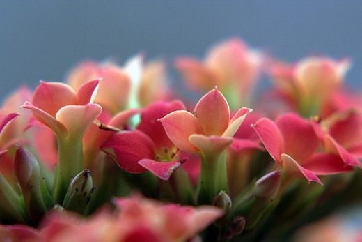  (Kalanchoe)