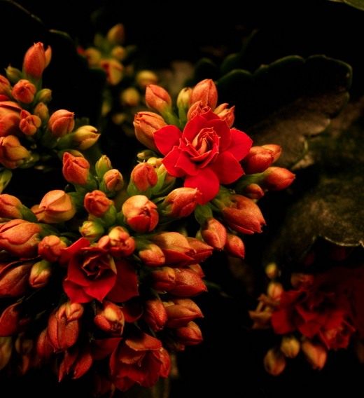  (Kalanchoe)