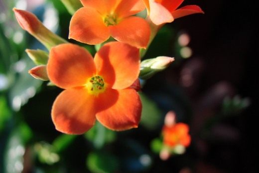  (Kalanchoe)