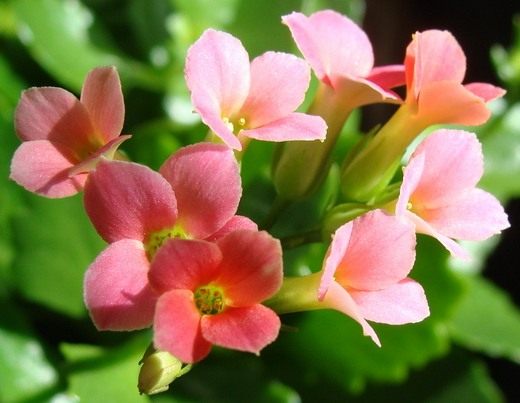  (Kalanchoe)