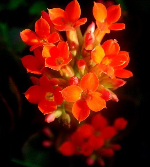 �������� (Kalanchoe)