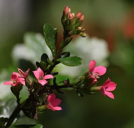  (Kalanchoe)