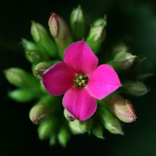 �������� (Kalanchoe)
