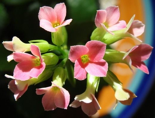  (Kalanchoe)