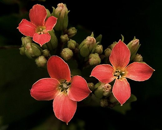 �������� (Kalanchoe)