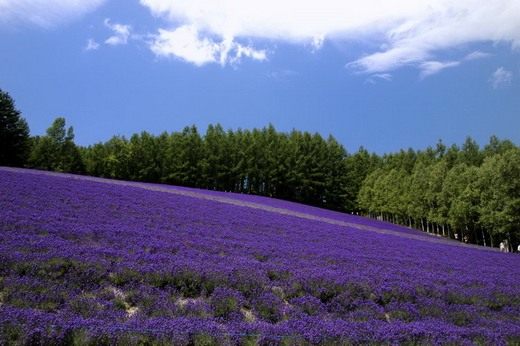 Лаванда (Lavandula)