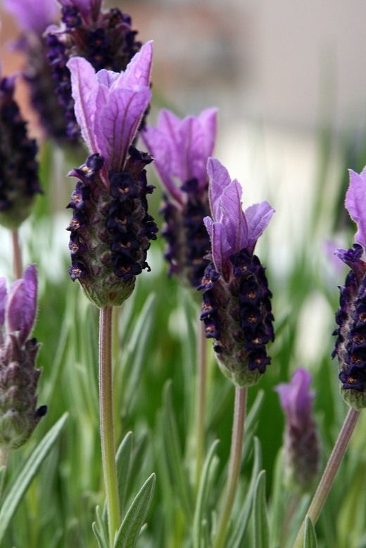 Лаванда (Lavandula)