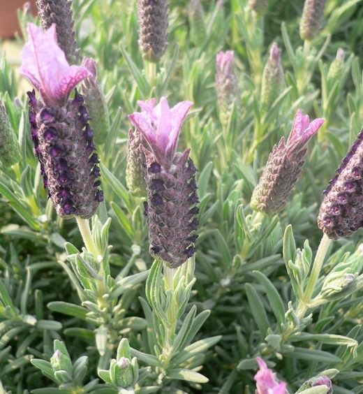 Лаванда (Lavandula)