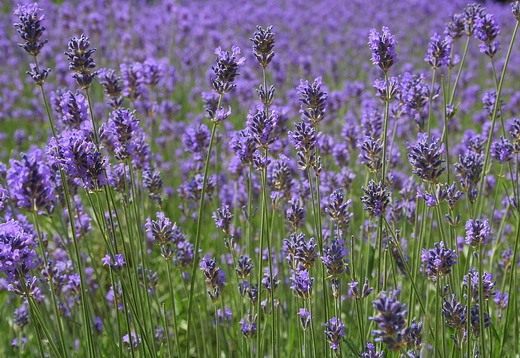 Лаванда (Lavandula)